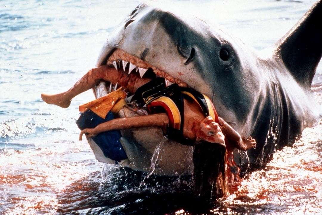 Behind-the-scenes footage of the movie Shark (Jaws, 1975), Photo 8.5x11 Luster Behind-the-scenes footage of the movie Shark (Jaws, 1975), Photo 8.5x11 Luster