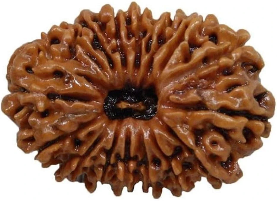 Natural Original 17 Mukhi Nepali Rudraksha – Nepal | Lab Certified