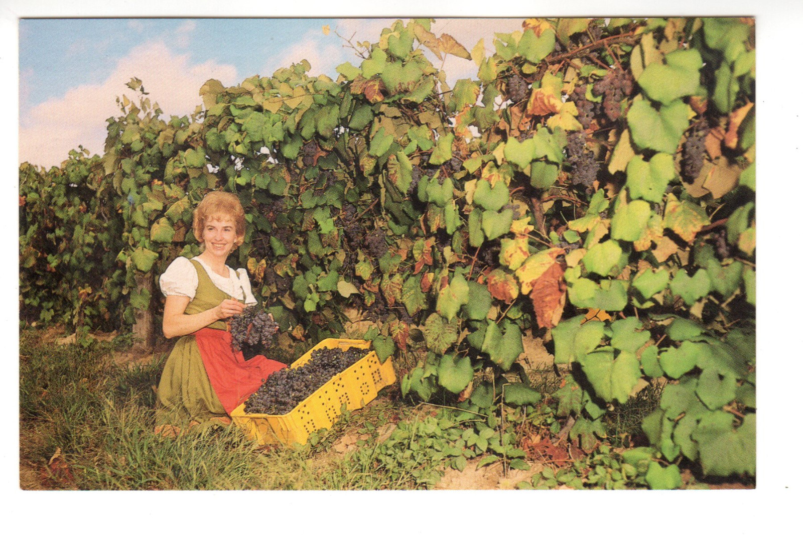 Postcard: Woman Picking Grapes, Stone Hill Winery, Hermann, Missouri; wine