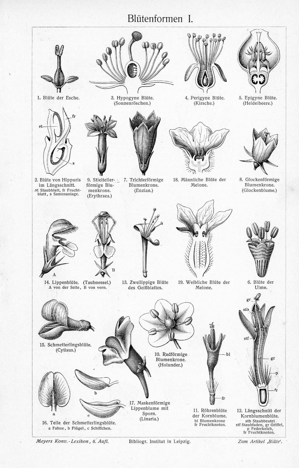 1905 VARIETIES FLOWER SHAPES ENGRAVING ILLUSTRATION PRINT 2 Pgs READ