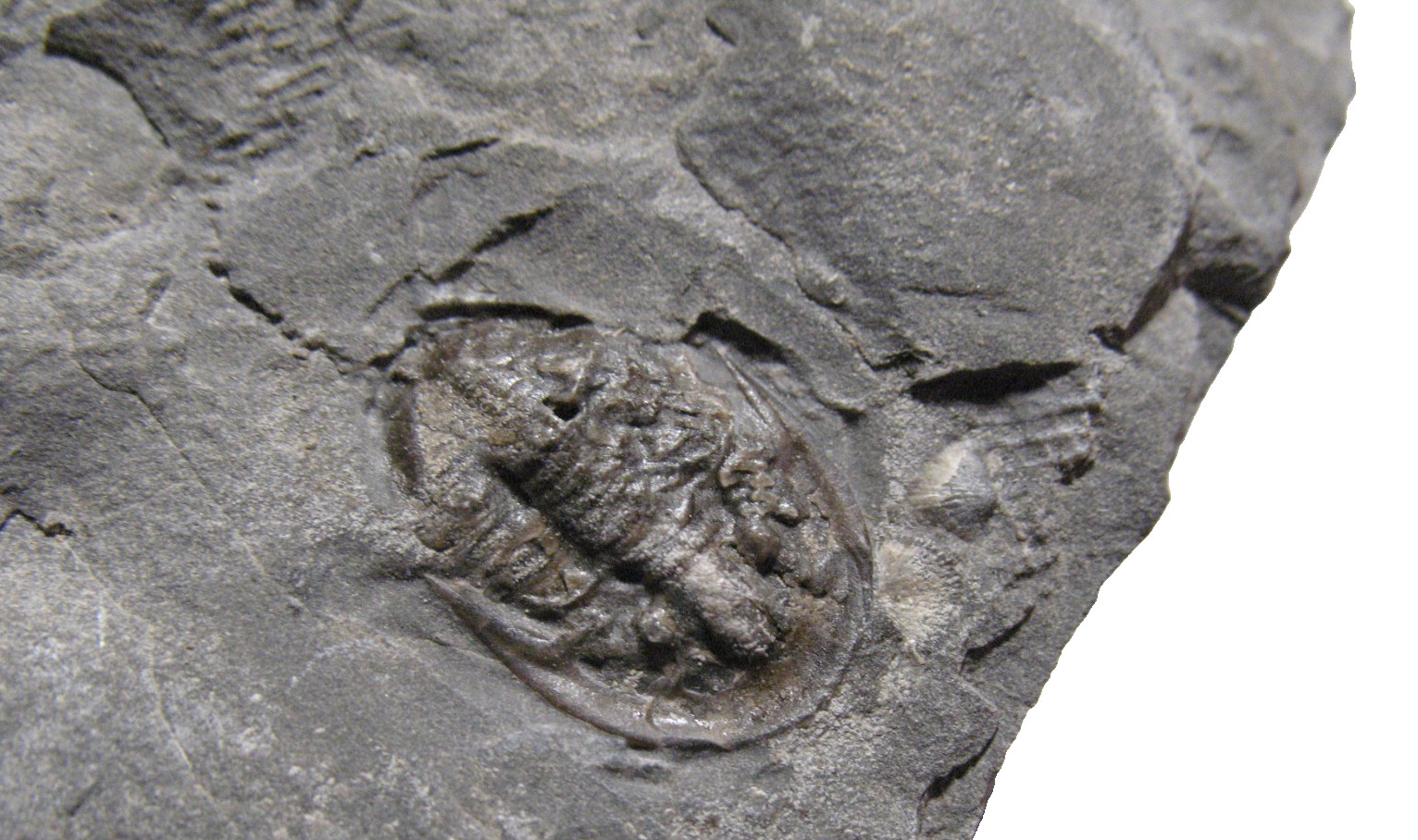 Silurian Rochester Shale trilobite fossil Radnoria bretti rare specimen Silurian Rochester Shale trilobite fossil Radnoria bretti rare specimen