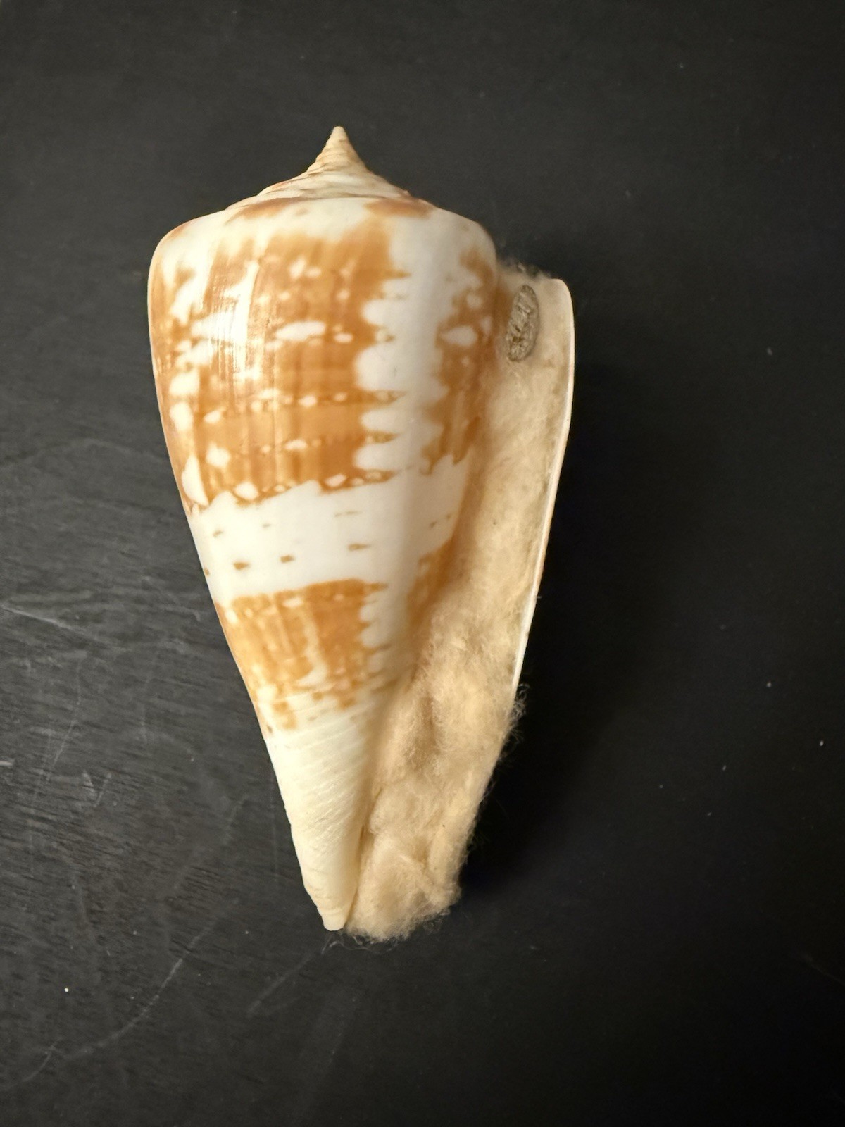 Cone shell 89.2mm