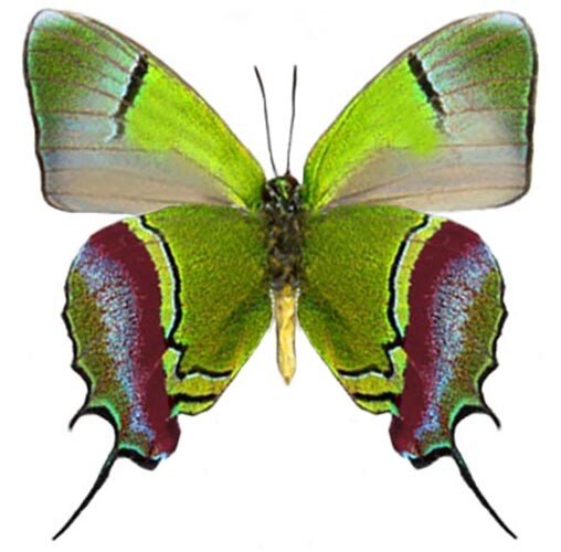 Evenus regalis green red butterfly verso Peru UNMOUNTED/WINGS CLOSED