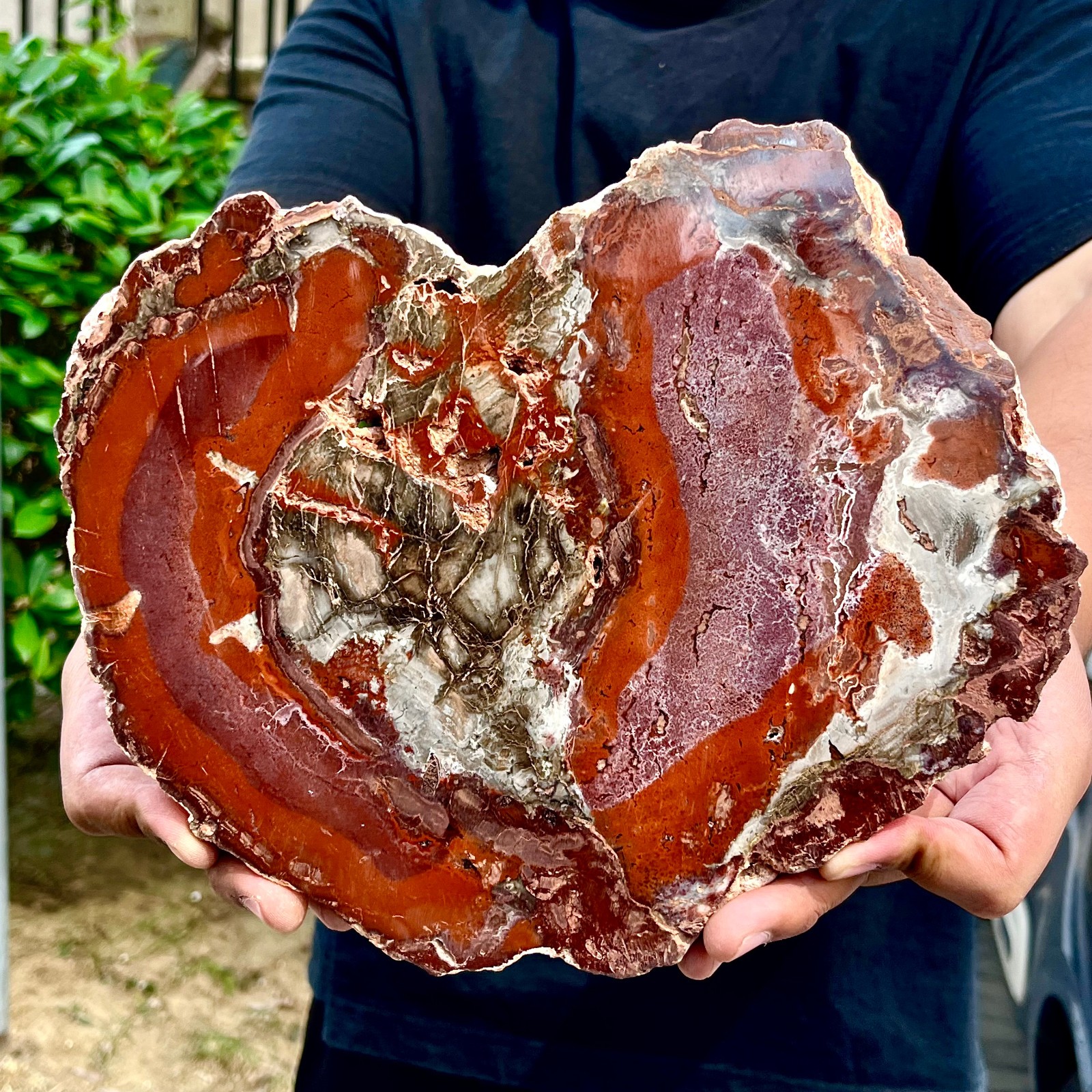 3.94LB Large Natural Petrified Wood Crystal Fossil Slice Shape Specimen Healing