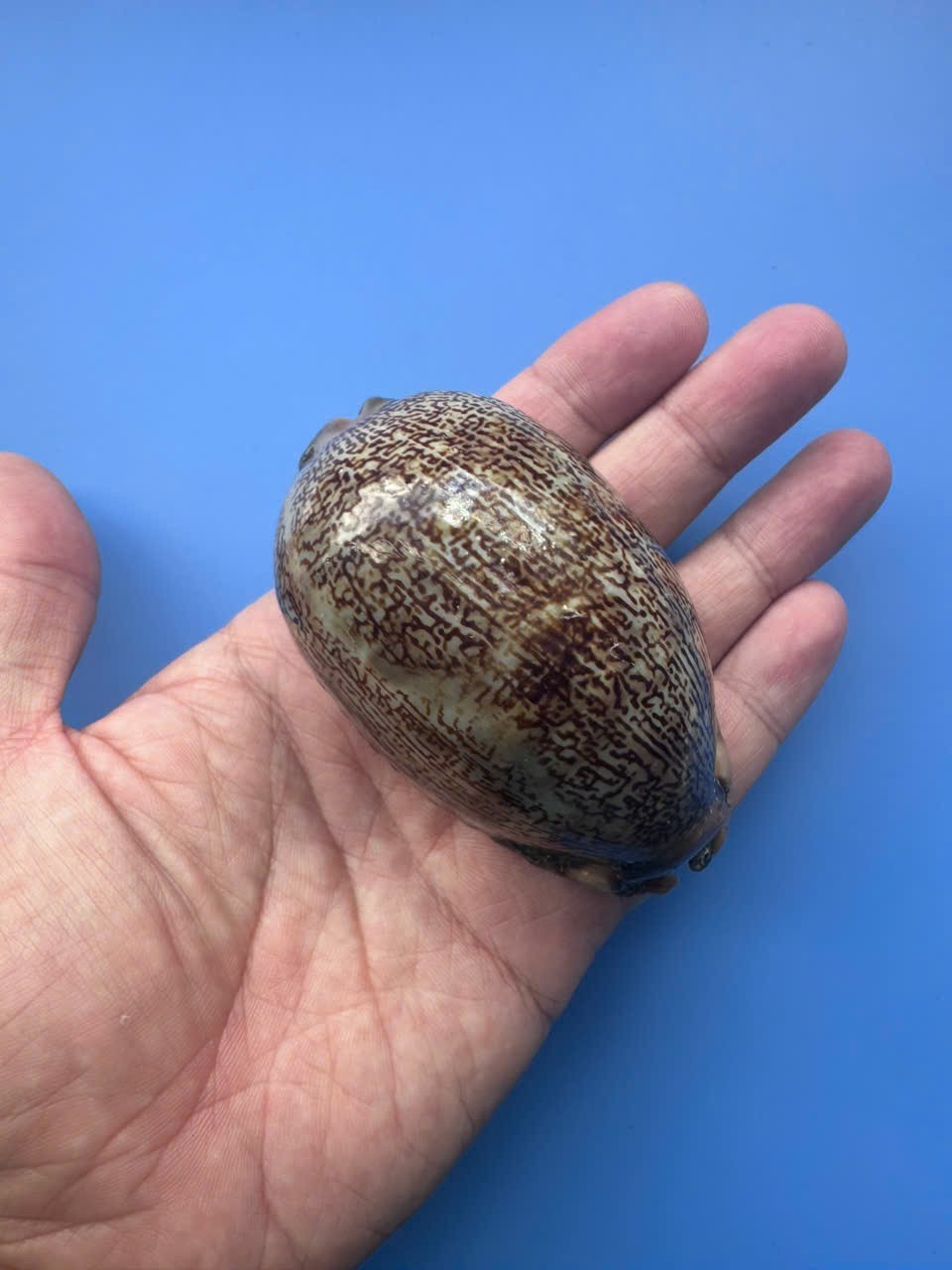 83mm | Mauritia arabica asiatica | TRUE GIANT size | F+++ | RARE | Nice Shell
