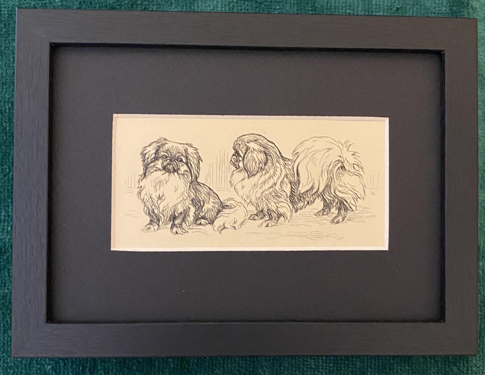 Pekingese \ Pekingese \