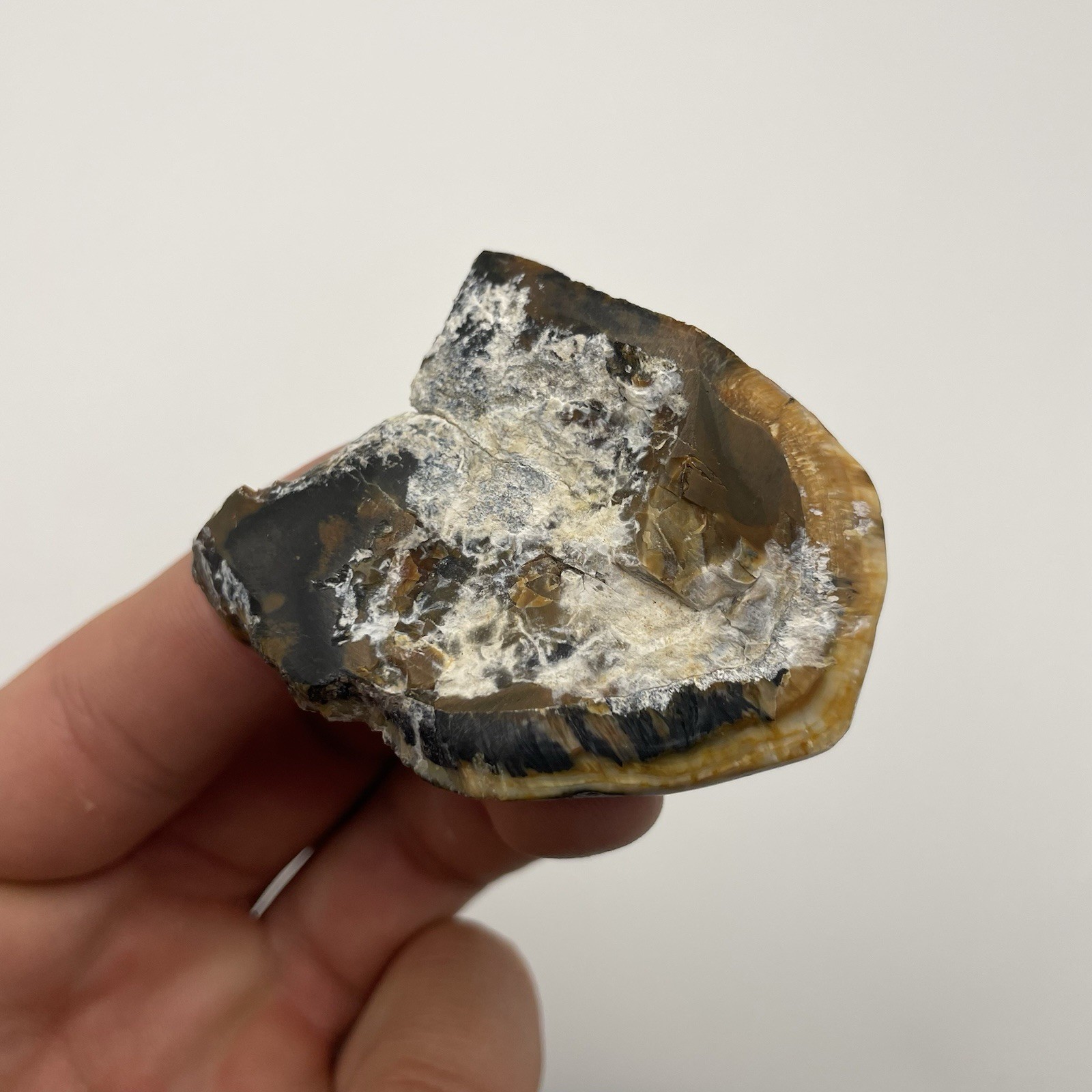 Partial Ice Age Mammal Tooth Fossil Polished Central Florida Partial Ice Age Mammal Tooth Fossil Polished Central Florida