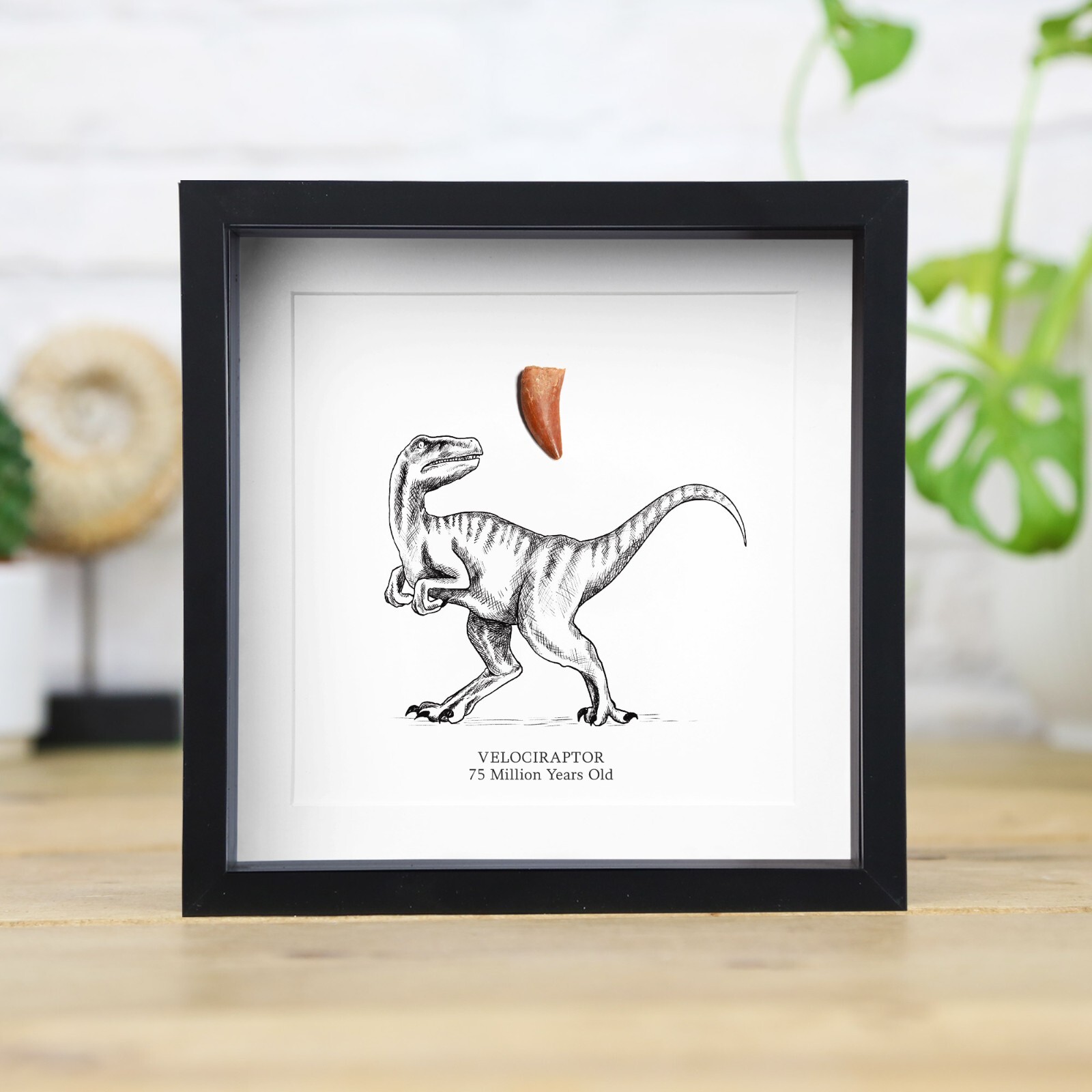 Velociraptor Raptor Tooth & Illustration Box Frame Real Dinosaur Fossil Ornament