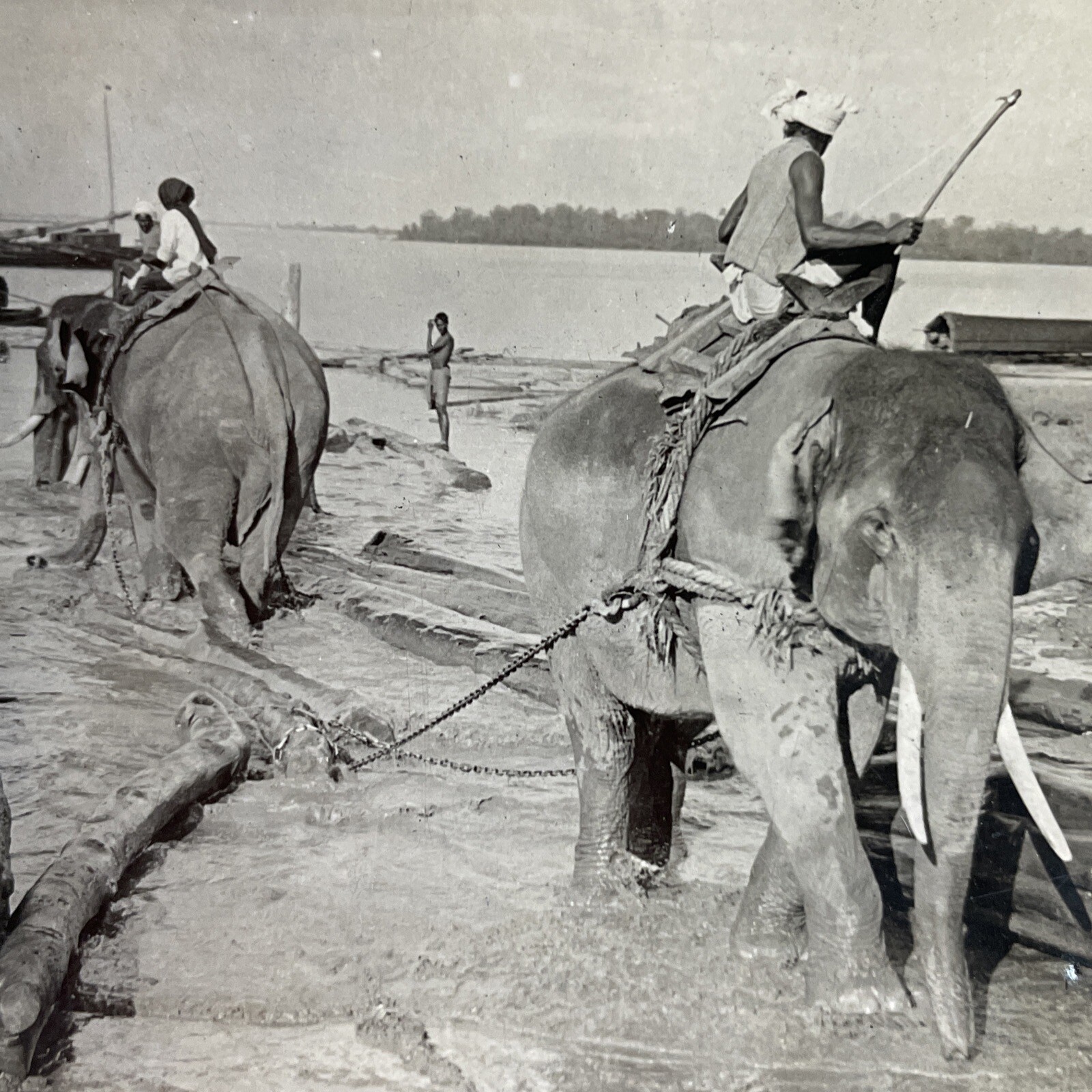 Burma Elephants Hauling Logs Stereoview Keystone View Co. 1919 Salwin River Burma Elephants Hauling Logs Stereoview Keystone View Co. 1919 Salwin River