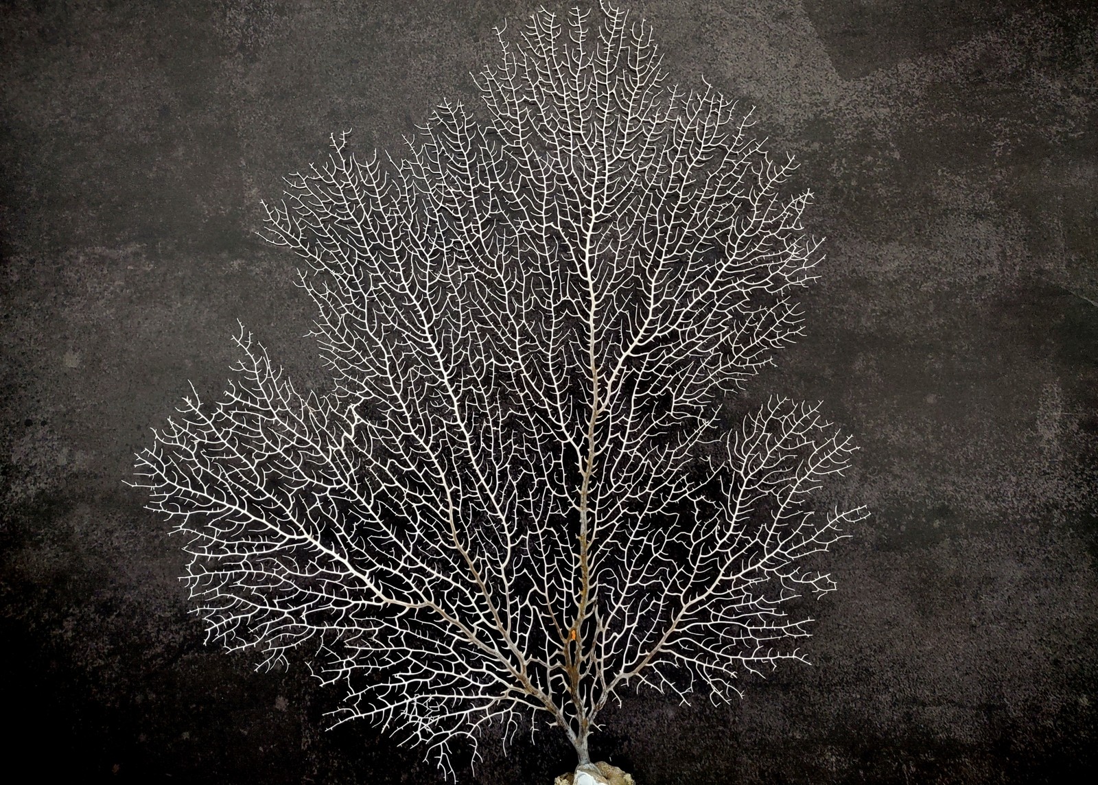 White Sea Fan Coral (1 fan approx. 10-11+ inches)