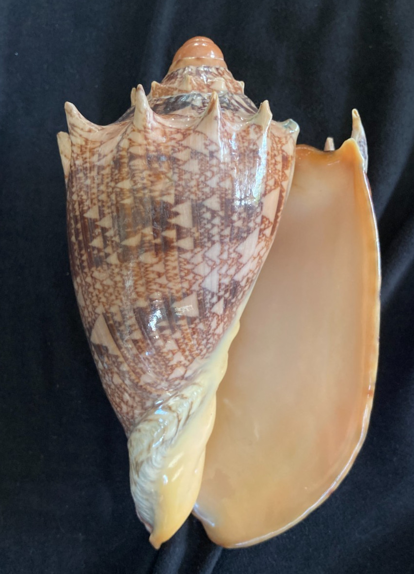 VOLUTIDAE Cymbiola imperialis 137.9mm Zamboanga, Philippines 2016
