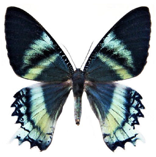 Alcides orontes - Large Perfect A1 UNMOUNTED SPECIMEN ( Zodiac Moth ) - Borneo Alcides orontes - Large Perfect A1 UNMOUNTED SPECIMEN ( Zodiac Moth ) - Borneo