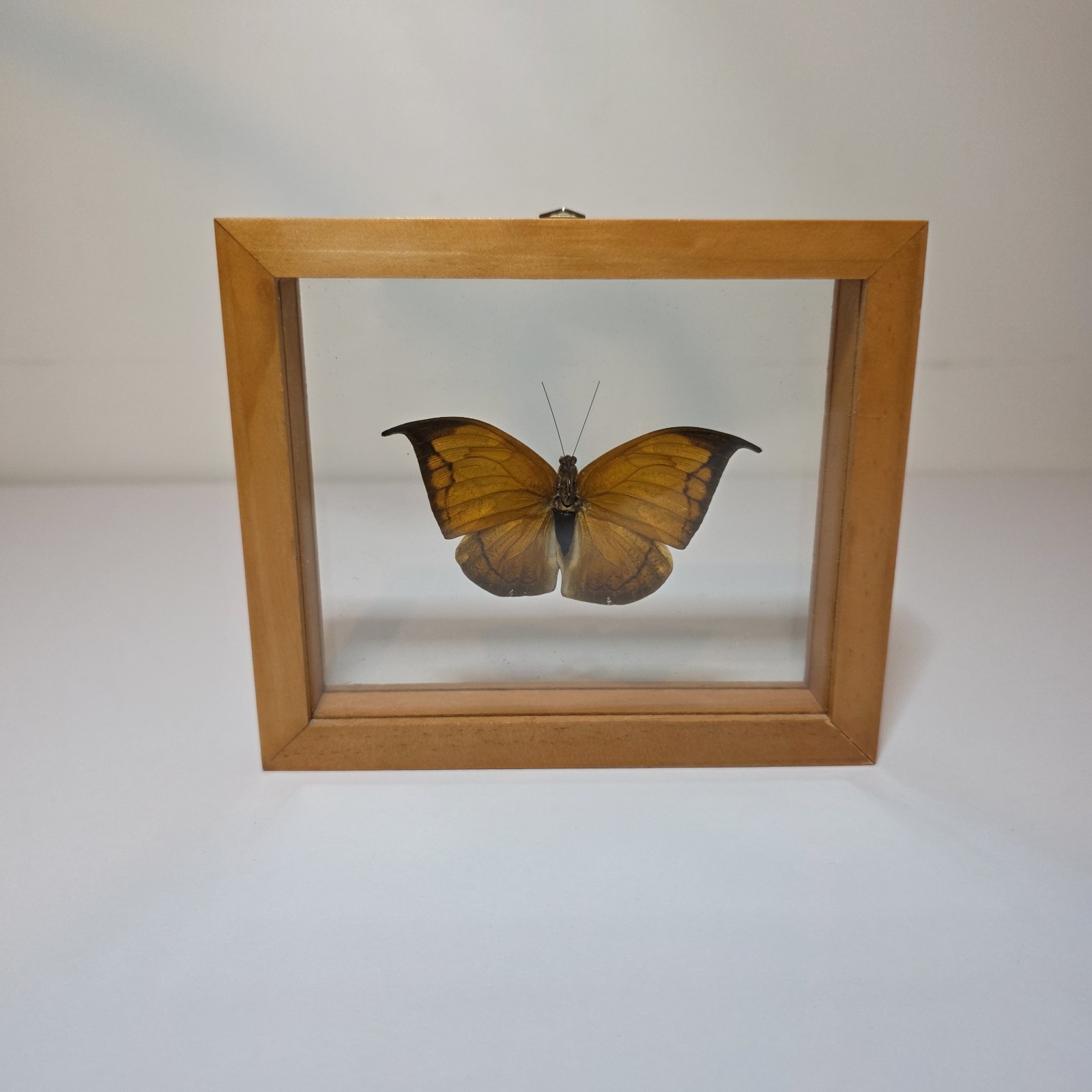 Framed Taxidermy Display Featuring An Anaea Archidona Butterfly Made In Peru 
