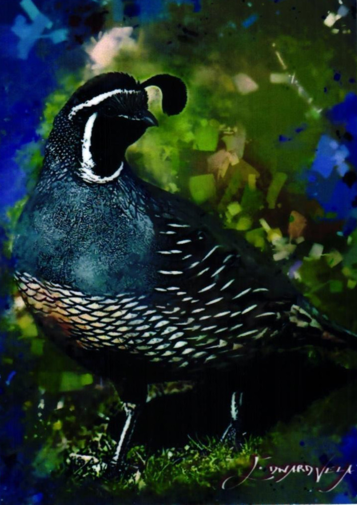 Quail 2025 Artist Signed Limited Edition Print Card 4 of 50