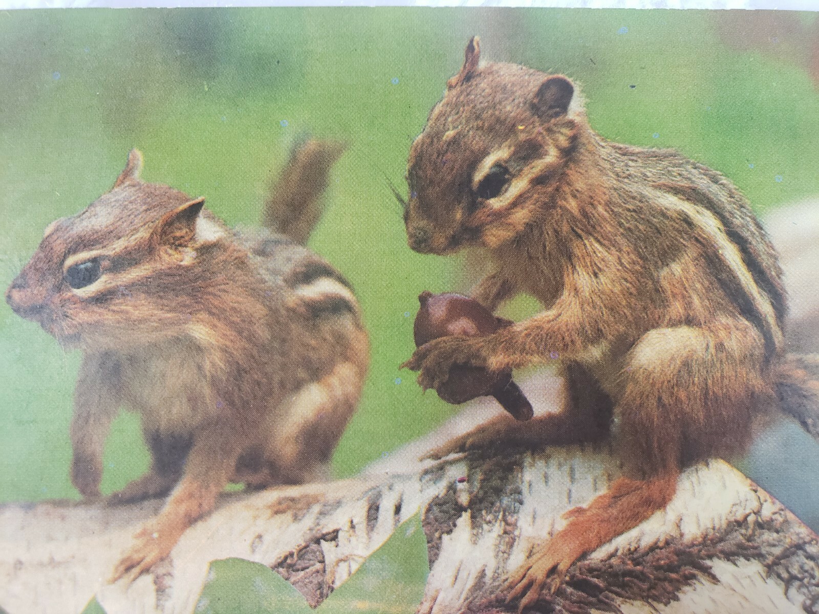 C 1960s A Pair of Chipmunks on Birch Tree Scampering about Woodlands Postcard C 1960s A Pair of Chipmunks on Birch Tree Scampering about Woodlands Postcard