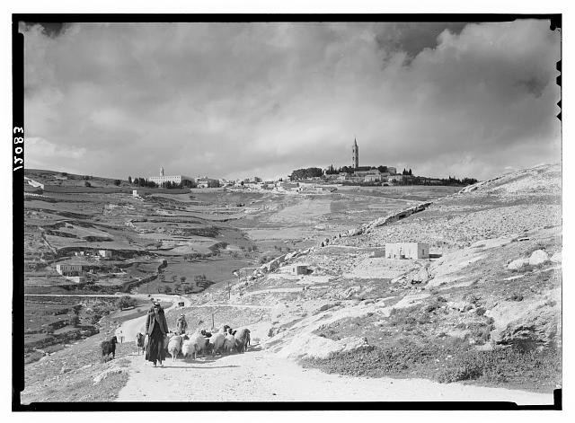 Jerusalem Mt. of Olives 1900s Shepherd with Flock Southeastern Slopes