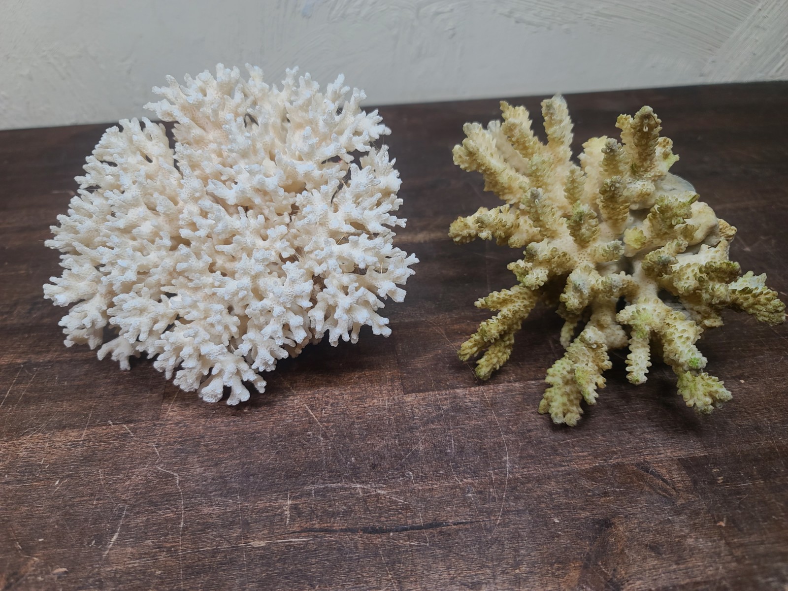 VTG NATURAL REAL SEA CORAL Lot CAULIFLOWER AQUARIUM REEF WEDDING BEACH DECOR 