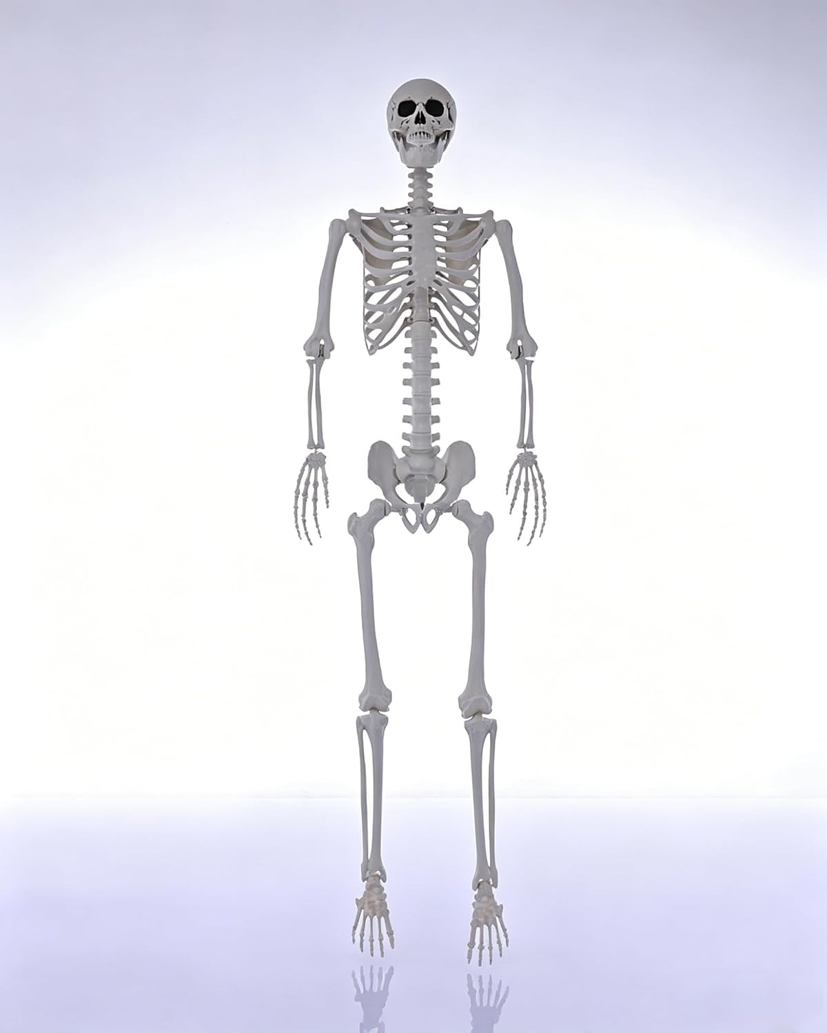 7.9FT Giant Halloween Skeleton 240cm Life Size Full Body Realistic Bones(NoStand