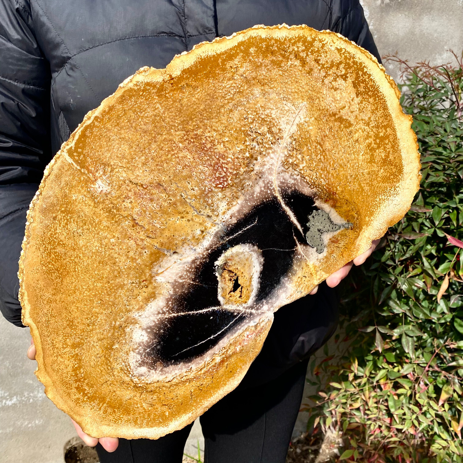 5.3LB Large Natural Petrified Wood Crystal Fossil Slice Shape Specimen Healing 5.3LB Large Natural Petrified Wood Crystal Fossil Slice Shape Specimen Healing