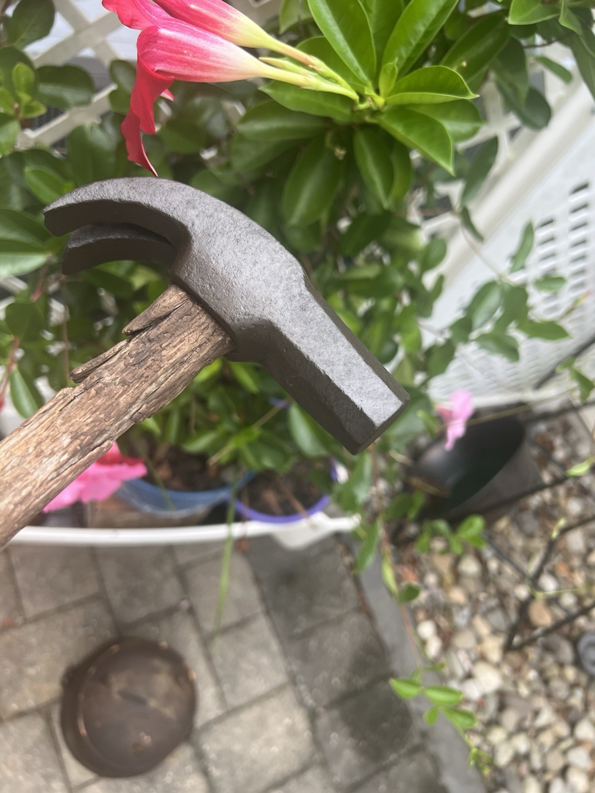 Very Old  Nail Hammer Adze Eye Octagon Face Wood Handle 24 oz. Ram\'s Horns Claws