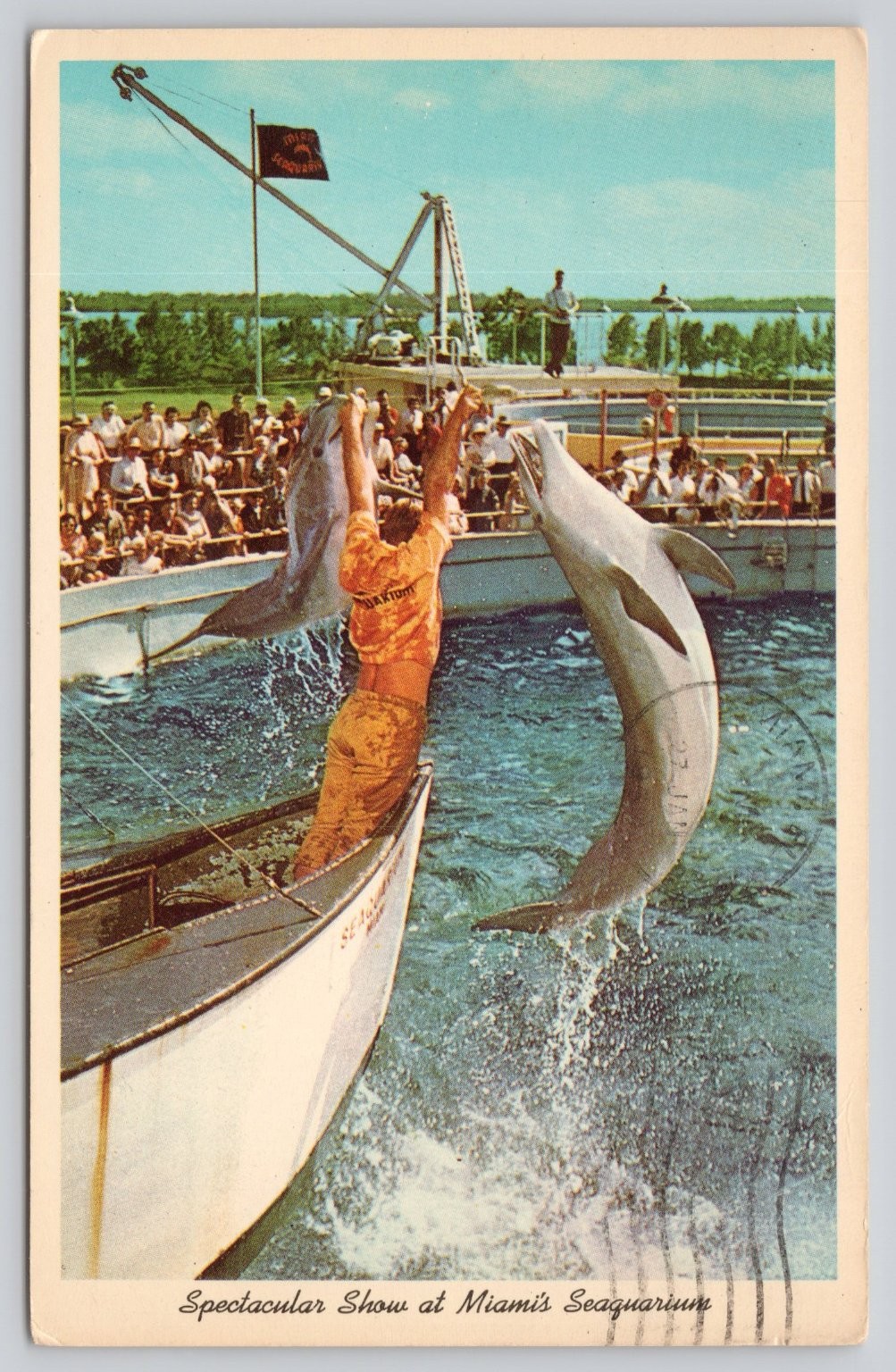 1966 Miami Seaquarium Dolphin Show Trainer Porpoises Vintage Postcard