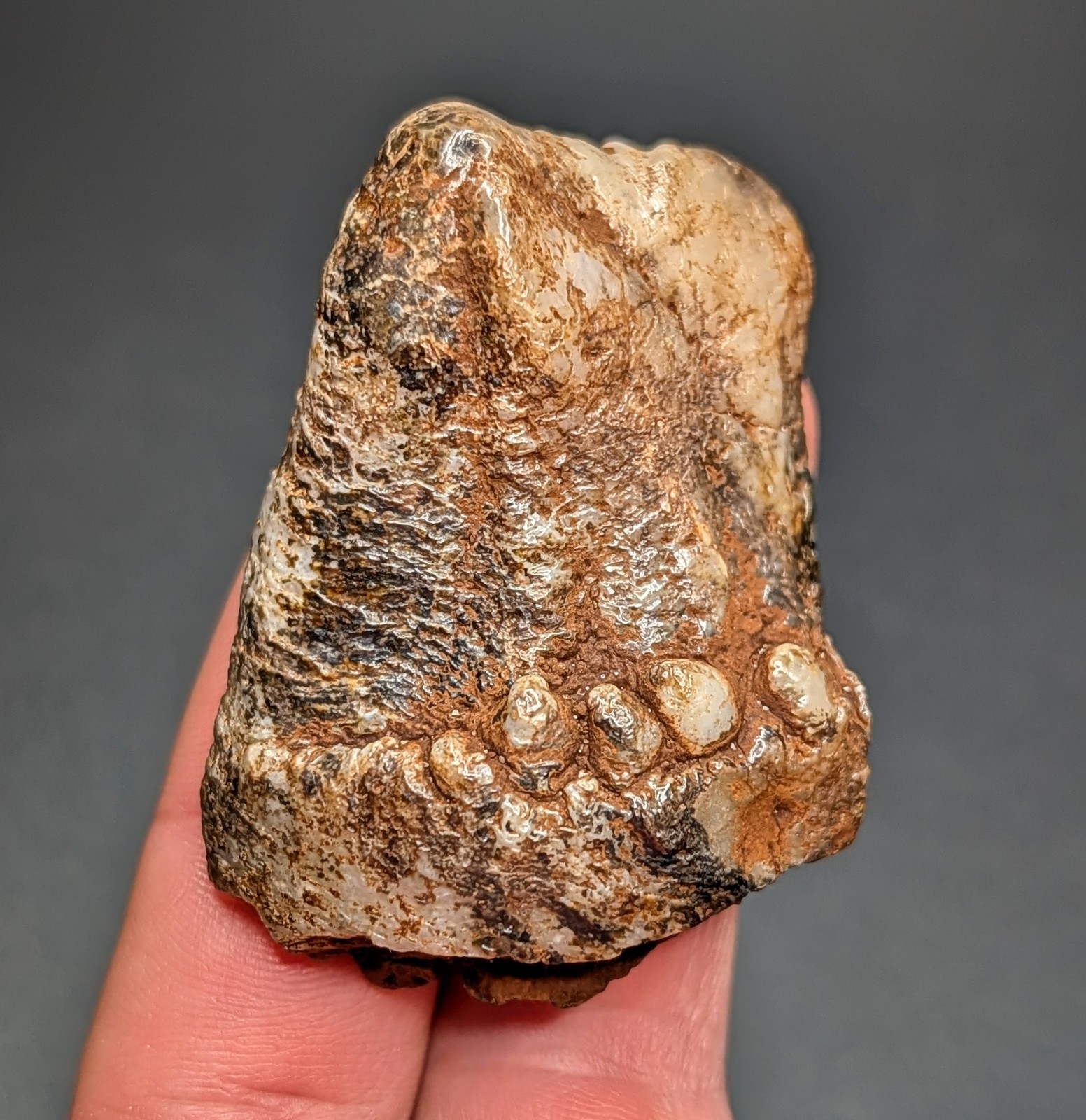 Gorgeous Large Partial Ice Age Megafauna Mammal Molar Fossil North Florida 