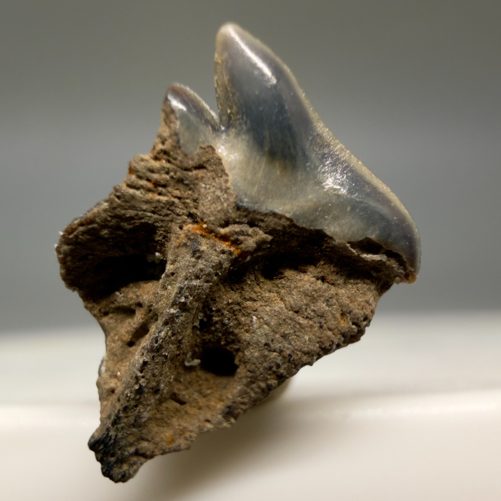 Somniousus microcephalus RARE Complete Root - Greenland Shark Tooth - Belgium