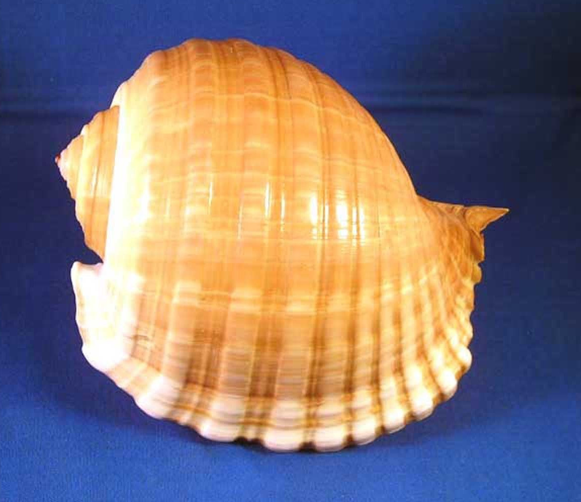 Tonna Cepa Oleria Shell Tun Shell Hermit Beach Nautical Decor 4-5 Tonna Cepa Oleria Shell Tun Shell Hermit Beach Nautical Decor 4-5