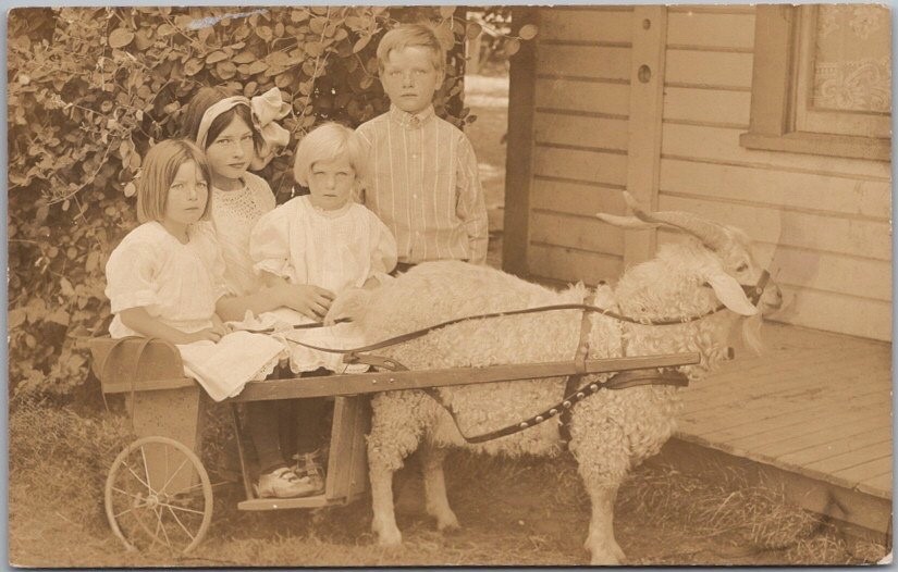 Vintage 1910s GOAT CART Real Photo RPPC Postcard 3 Girls and a Boy on Cart