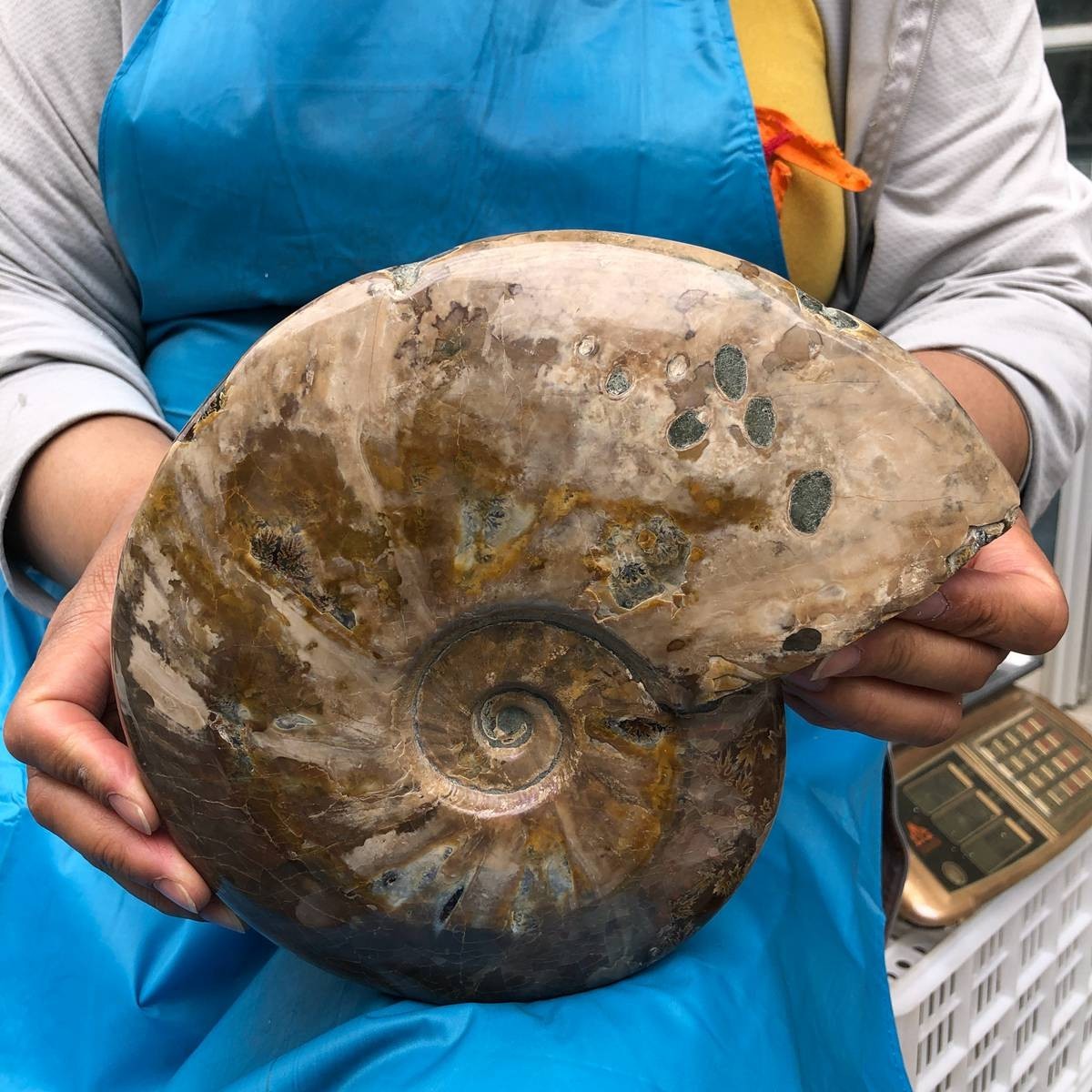 4.42LB Polishing and Restoration of Natural Conch Specimens from Madagascar 4615
