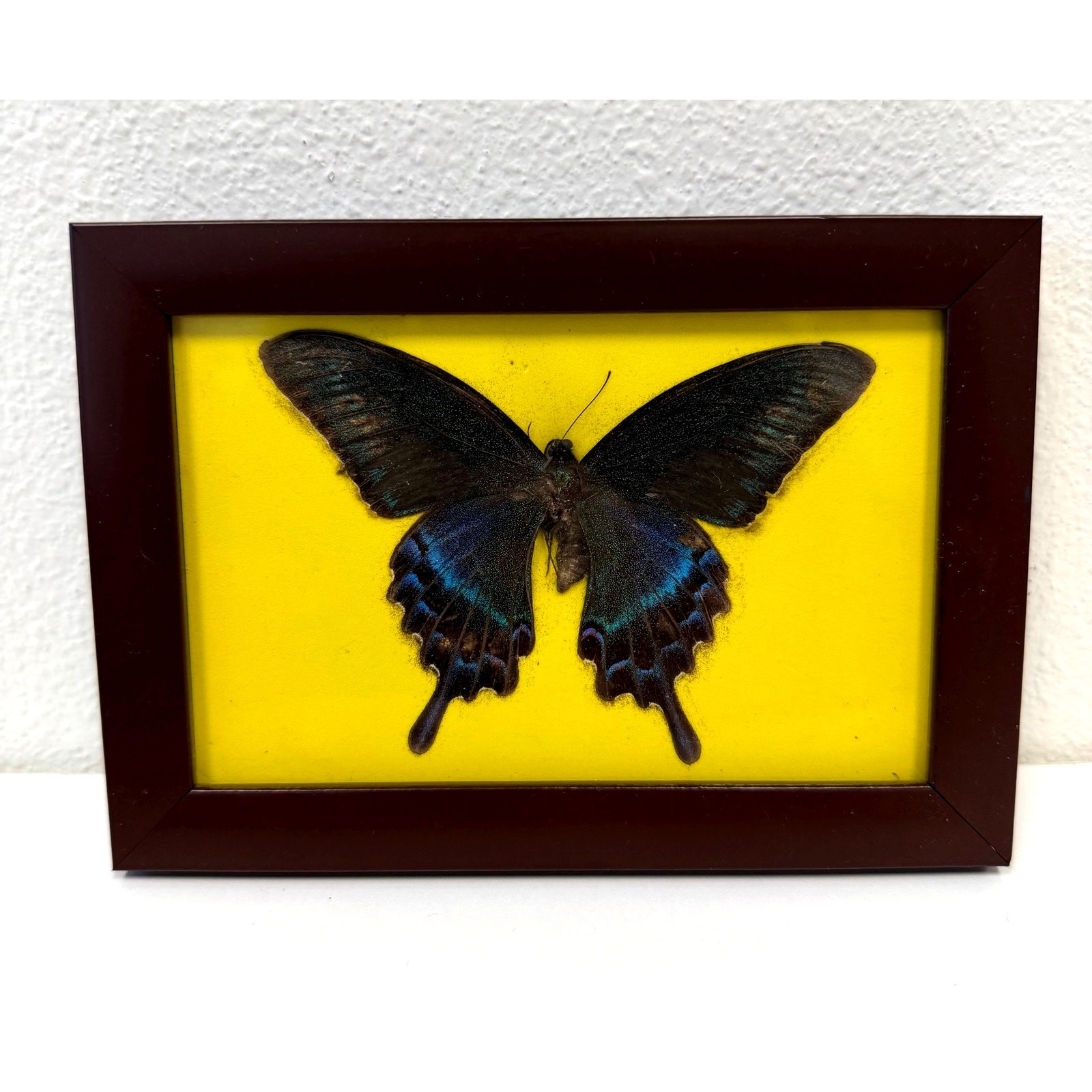 Framed Real Alpine Black Swallowtail Butterfly Insect Preserved 4.75\