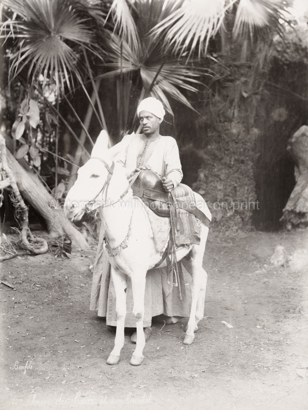 Cairo Donkey Driver Egyptian Man Rider Turban Palm Trees Egypt Vtg. Photo 19thC.