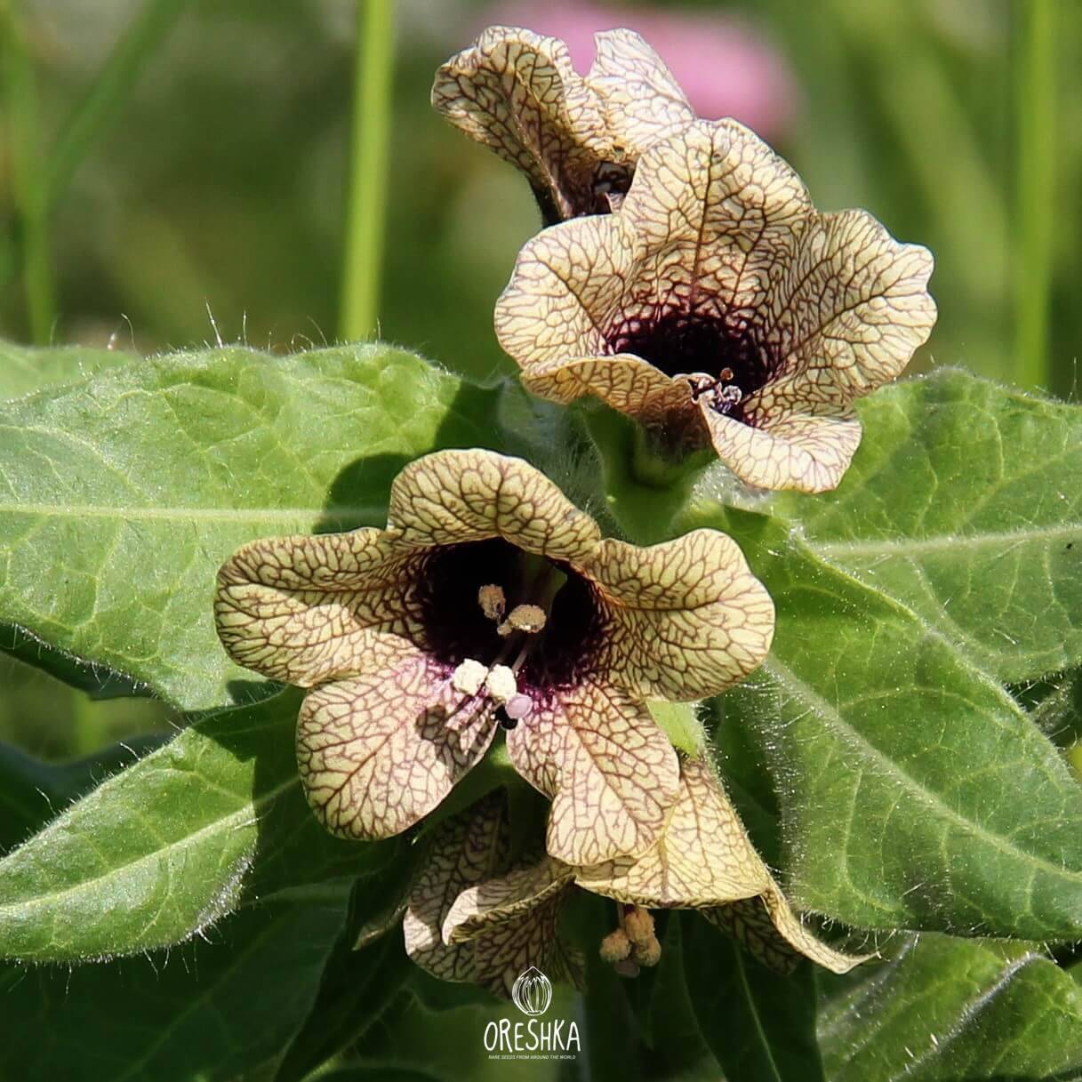 Henbane 100+ fresh seeds, Hyoscyamus niger organic seeds Henbane 100+ fresh seeds, Hyoscyamus niger organic seeds