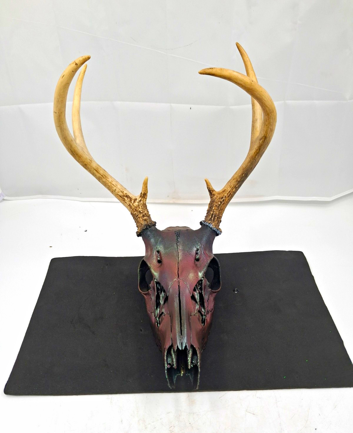 Real Whitetail Deer Skull Antlers Custom Chameleon Color Shift Painted Euro Moun