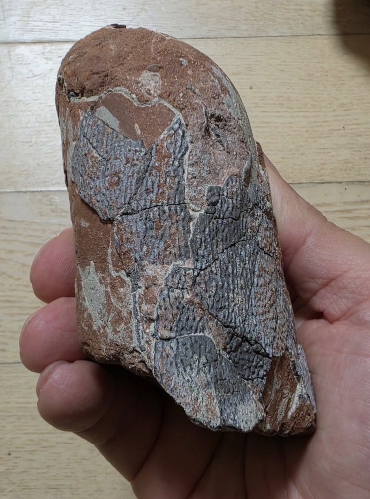 Dinosaur Egg Elongatoolithus (Banji long) Oviraptor China Fossil near complete