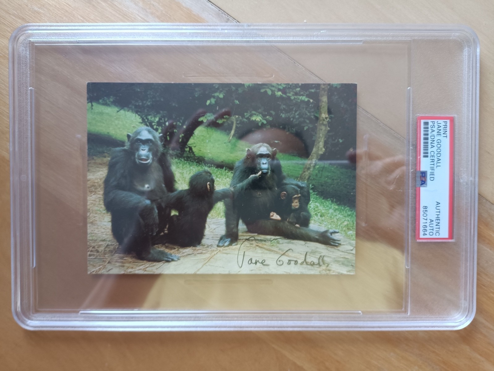 JANE GOODALL signed autographed PRIMATOLOGIST color postcard PSA/DNA Authentic JANE GOODALL signed autographed PRIMATOLOGIST color postcard PSA/DNA Authentic