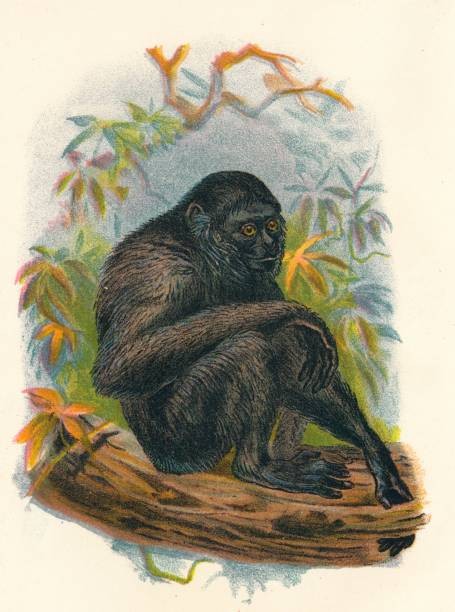 The Siamang Gibbon 1897 From Lloyds Natural History Monkeys Part V- Old Photo