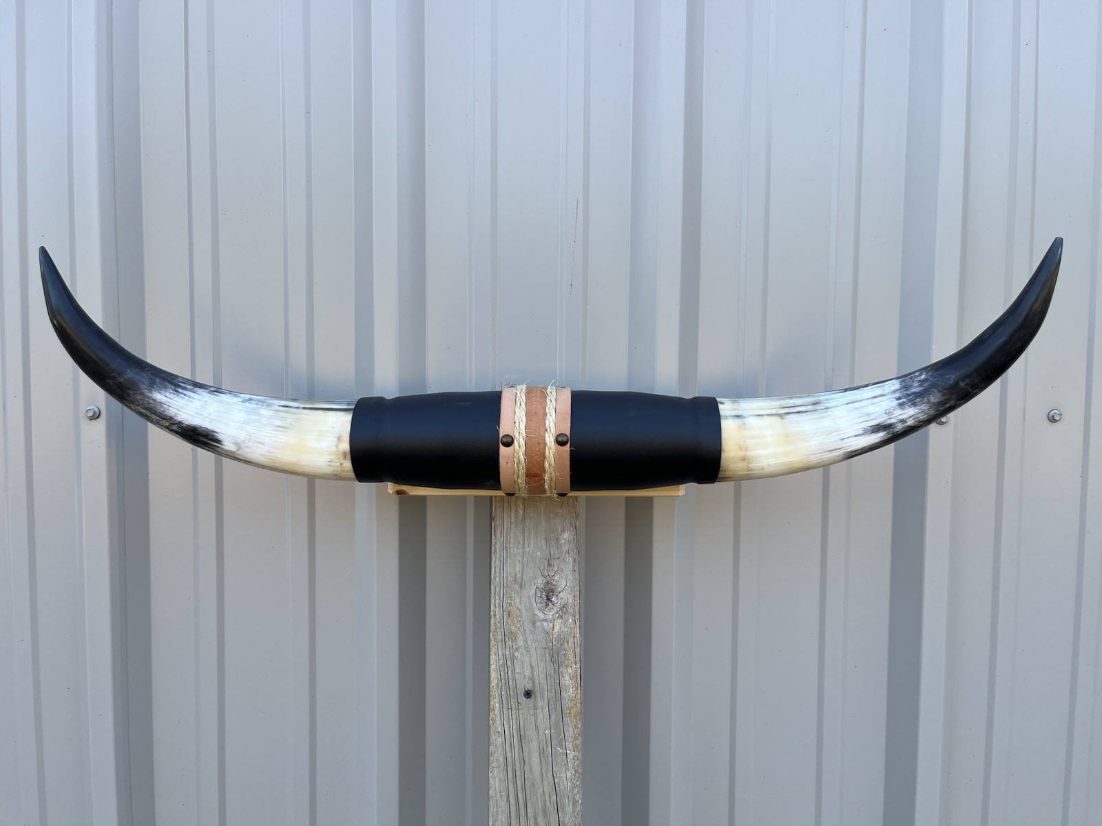 MOUNTED STEER HORNS 33 Inches LONGHORN POLISHED MOUNT BULL COW