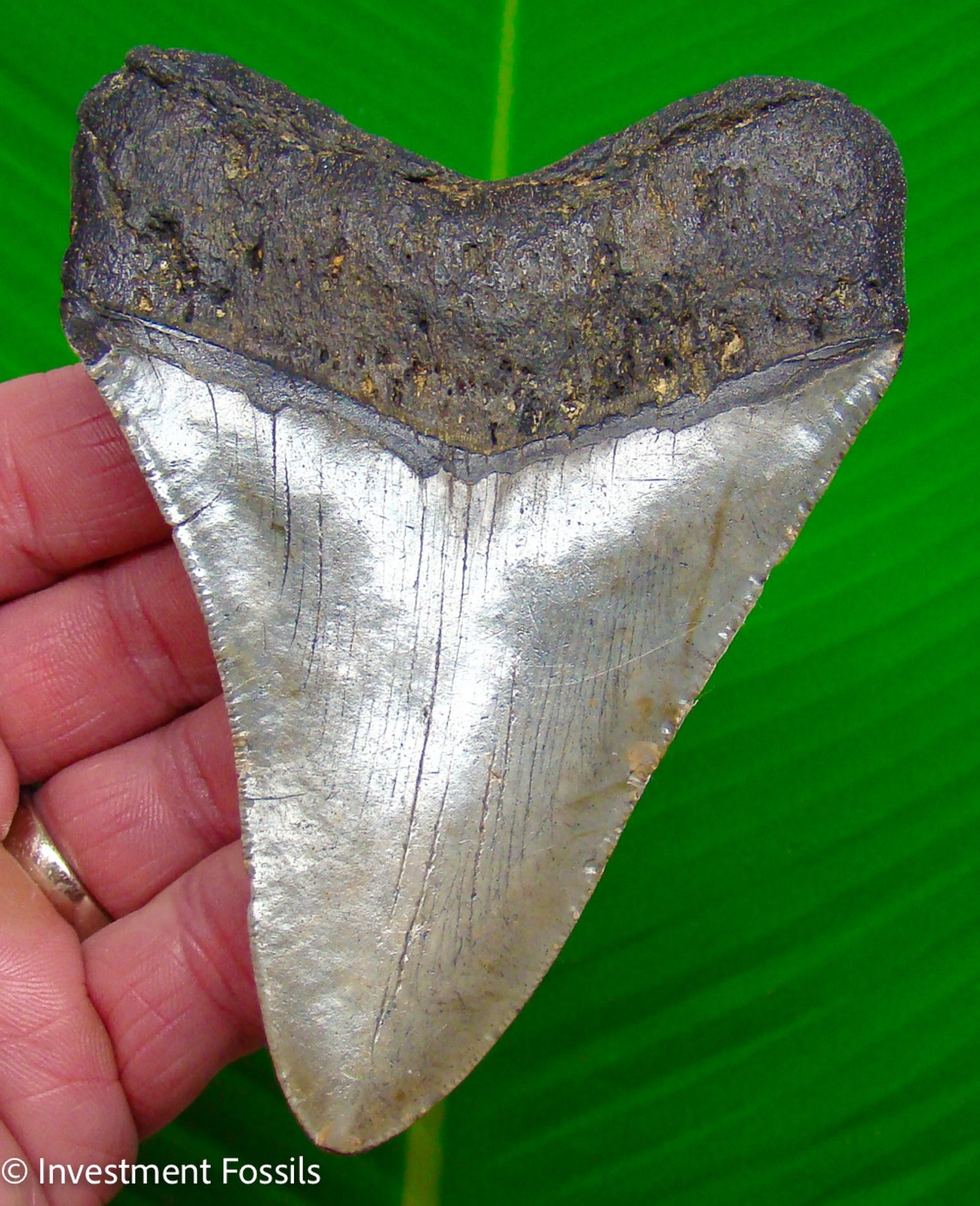 Megalodon Shark Tooth 4.40” Real Fossil -  Big  XL Sharks Teeth No Restoration