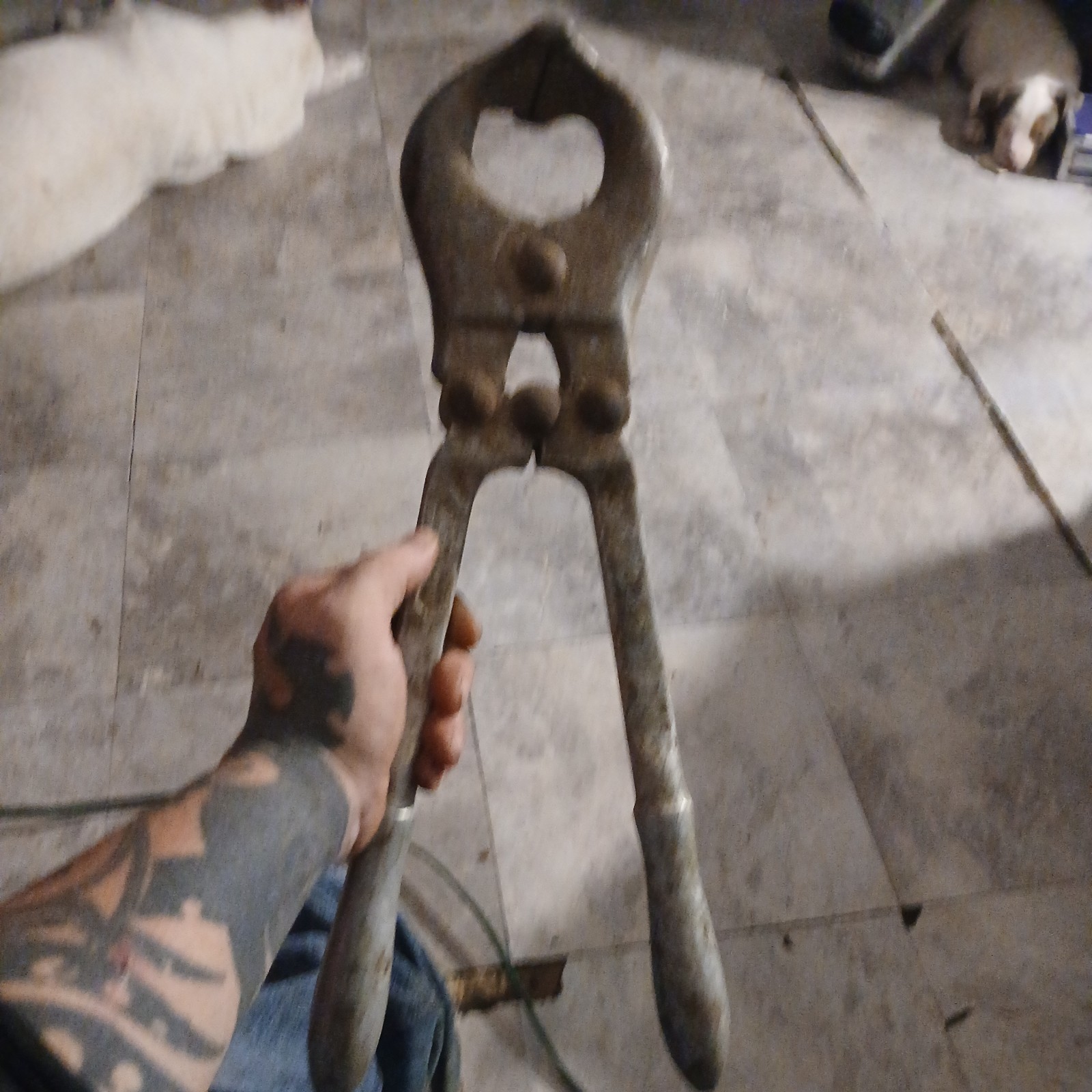 Vintage Huge Bull Castration Pliers Cattle Burdizzo Veterinary 18\ Vintage Huge Bull Castration Pliers Cattle Burdizzo Veterinary 18\