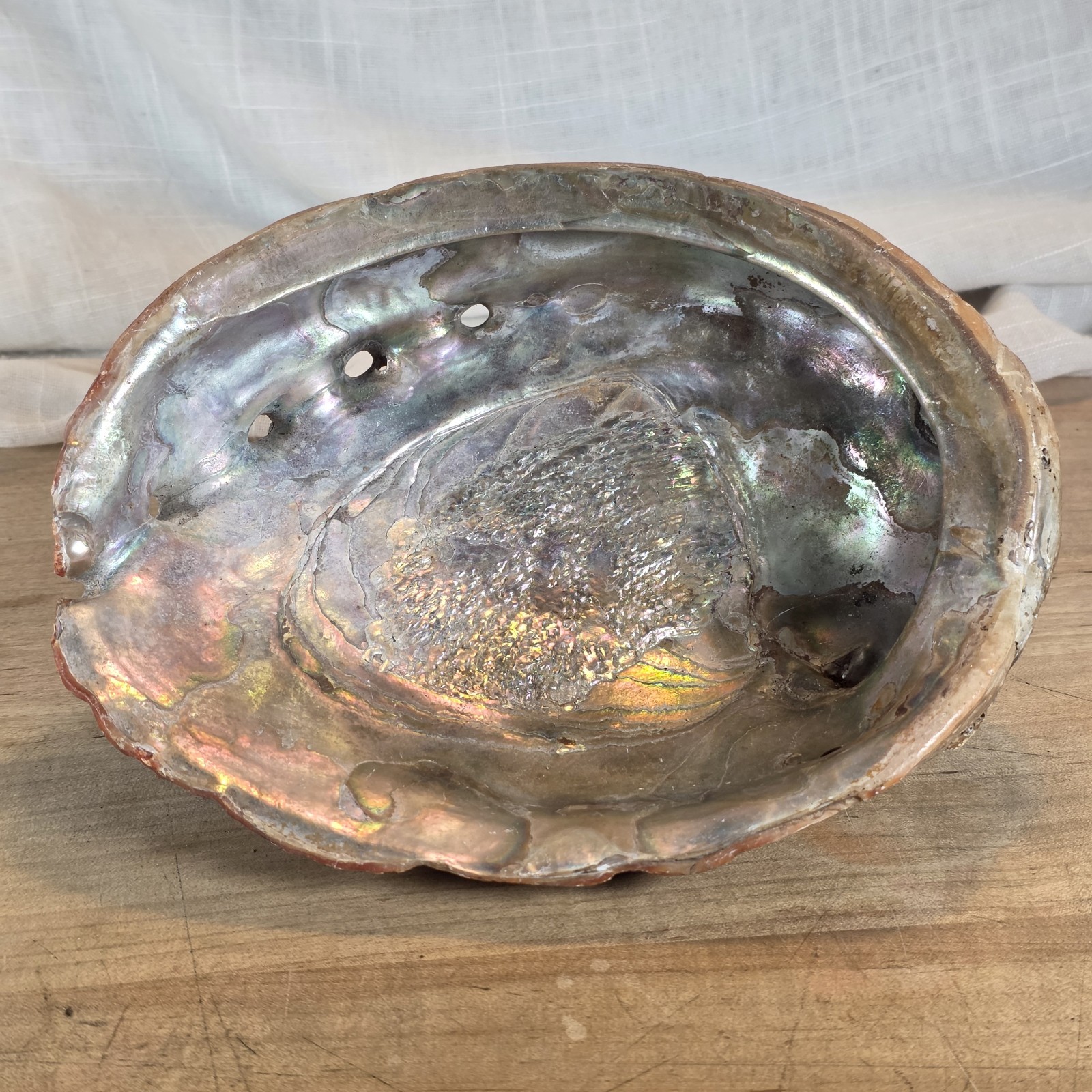 Large Irridescent Red ABALONE Shell Natural Specimen 8.5
