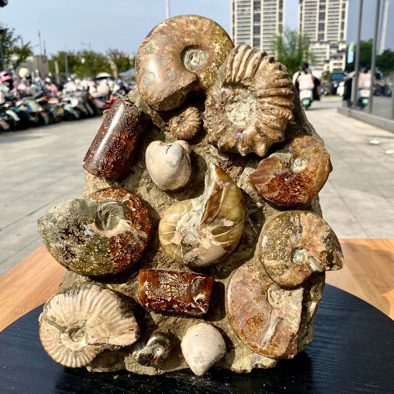 15.4LB Rare Natural Tentacle Ammonite FossilSpeci healmen Shell Madagascar 15.4LB Rare Natural Tentacle Ammonite FossilSpeci healmen Shell Madagascar