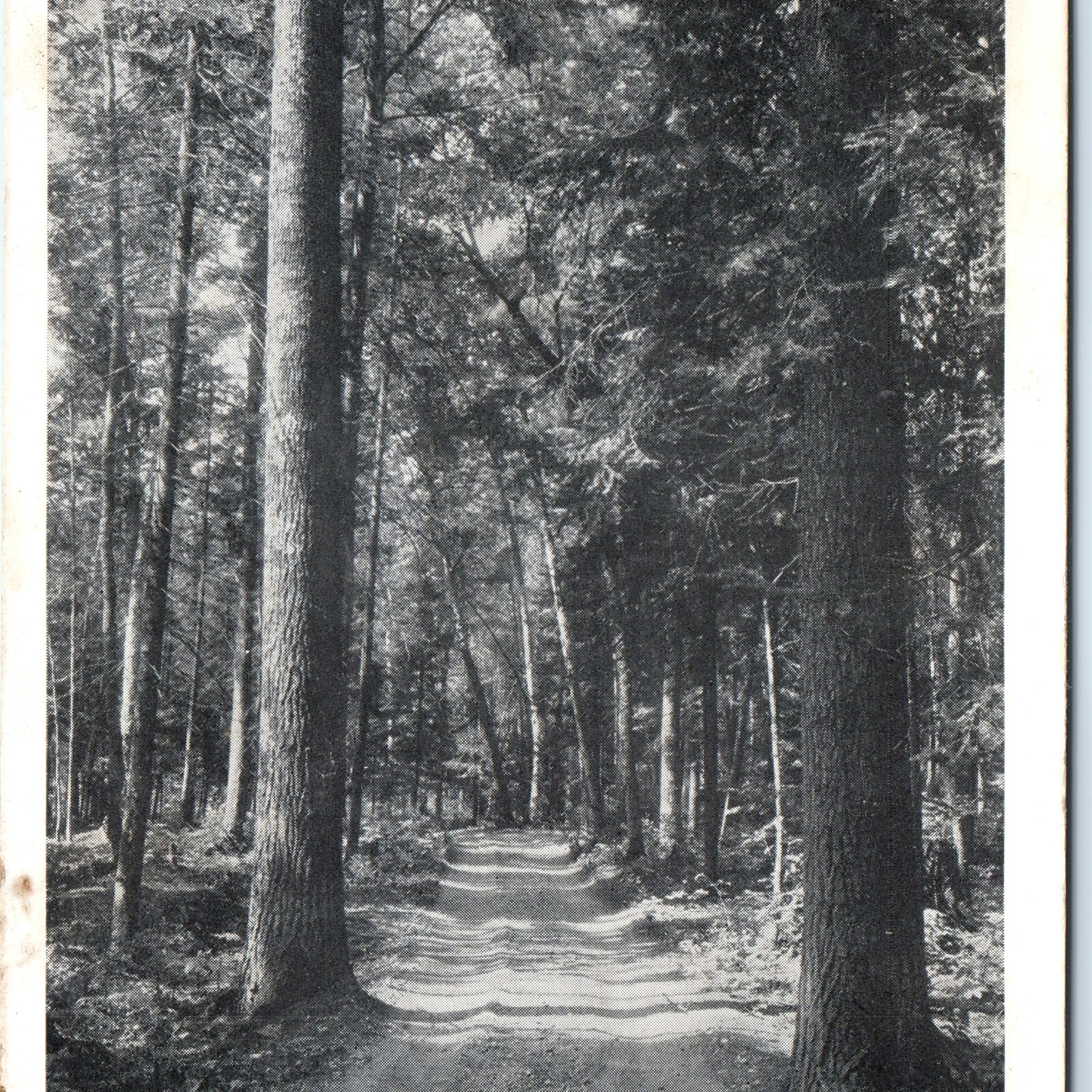 c1940s Litchfield, MN Forest Dirt Road Woods RPPC Postcard Farm Crop Message c1940s Litchfield, MN Forest Dirt Road Woods RPPC Postcard Farm Crop Message