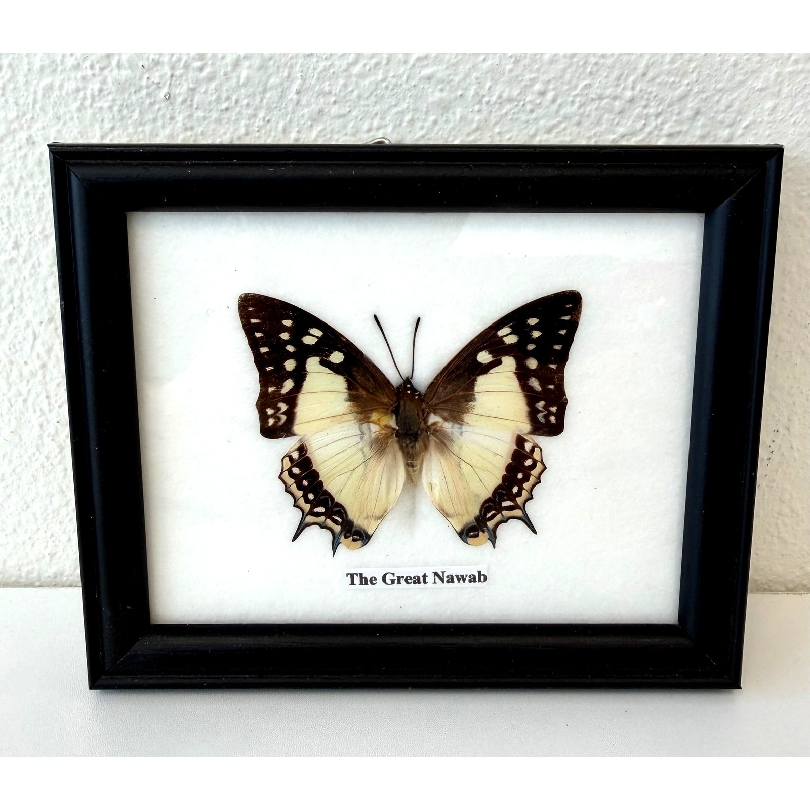 Framed Real Great Nawab Butterfly Insect Preserved Wall Art Decor 4.75\