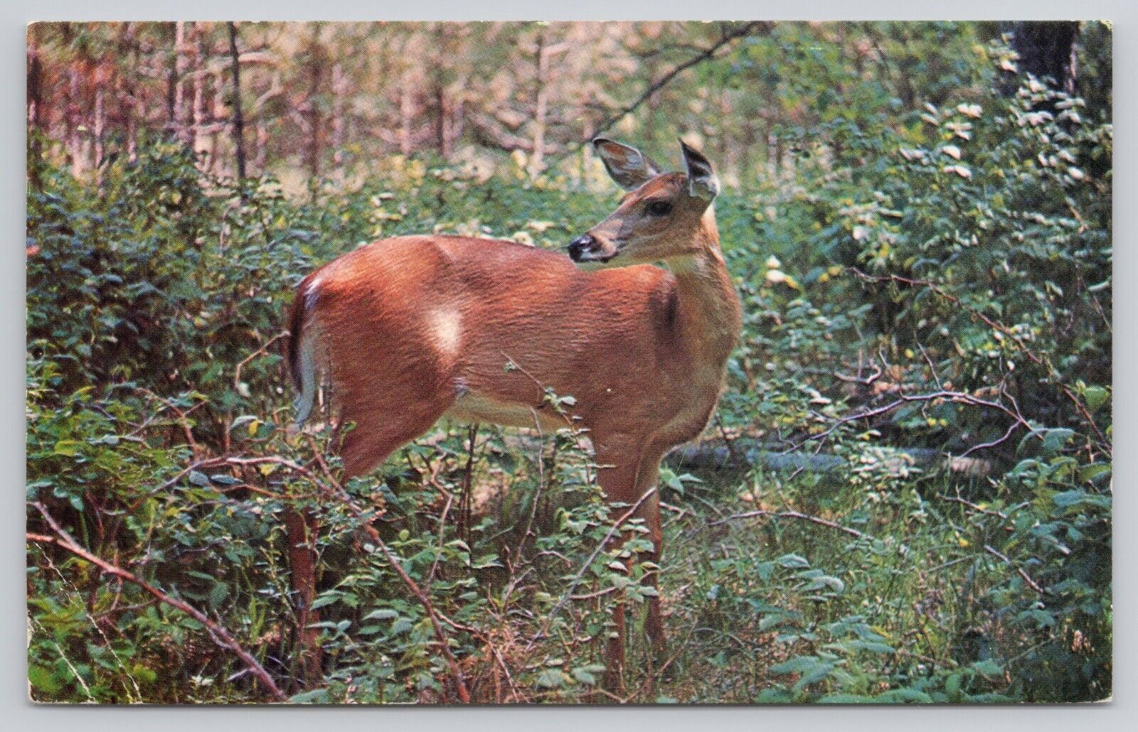 Minnesota White Tail Deer Standing in Vegetation Posted 1969 Vintage Postcard