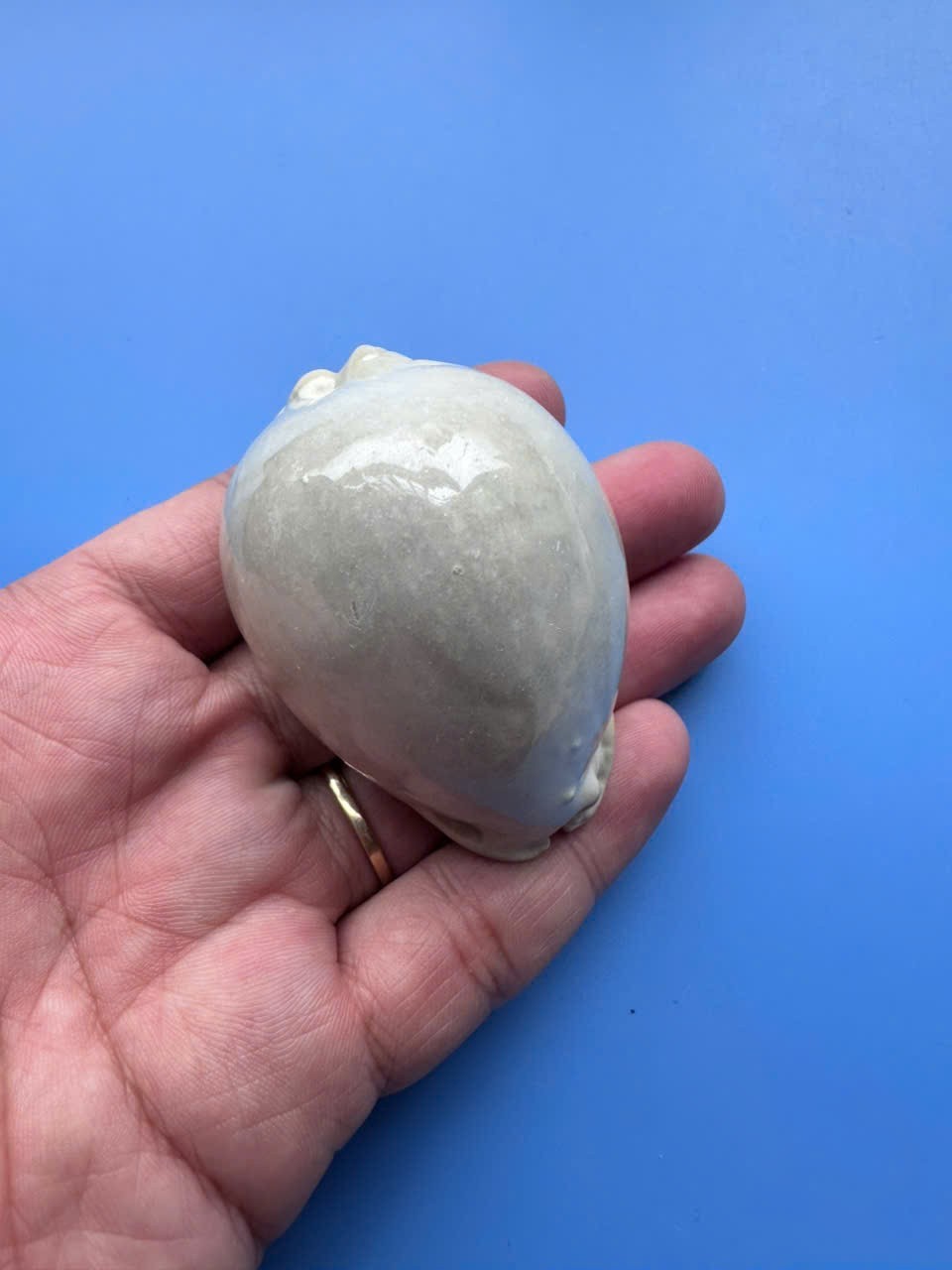 61.7mm | Cypraea Arabica | Overglaze | Nice shell 61.7mm | Cypraea Arabica | Overglaze | Nice shell
