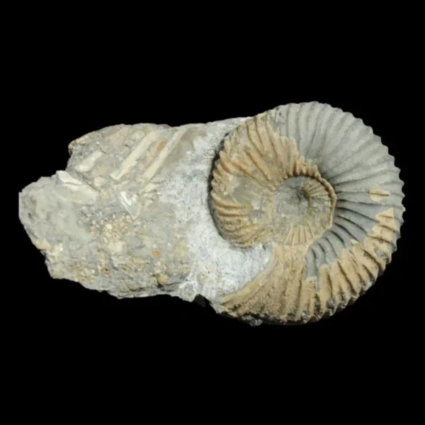 Natural Ammonite Pseudocadoceras sp. – British Jurassic Ammonite Natural Ammonite Pseudocadoceras sp. – British Jurassic Ammonite