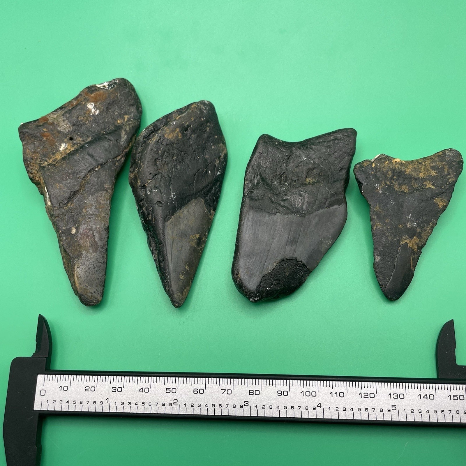 MEGALODON TOOTH LOT REAL PARTIAL MEGALODON FOSSILS NORTH CAROLINA MEG LEDGE MEGALODON TOOTH LOT REAL PARTIAL MEGALODON FOSSILS NORTH CAROLINA MEG LEDGE