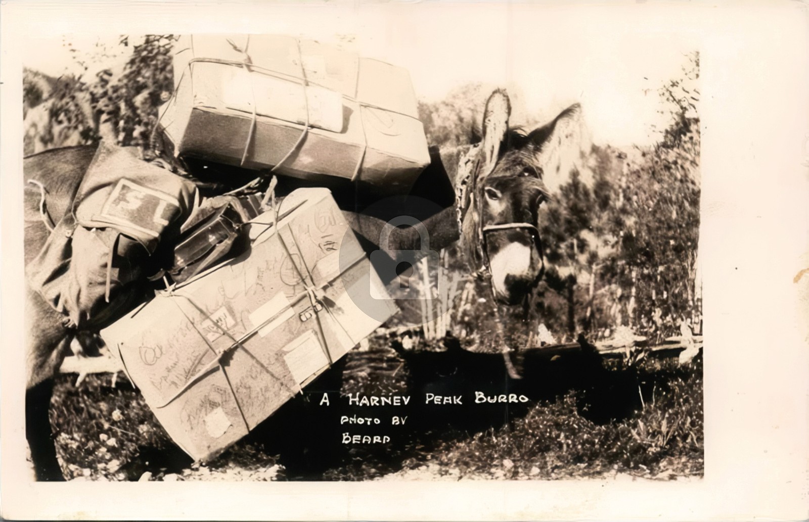 Harney Peak Burro Carrying Mail Parcels S Dakota Donkey 1930s RPPC Postcard COPY Harney Peak Burro Carrying Mail Parcels S Dakota Donkey 1930s RPPC Postcard COPY