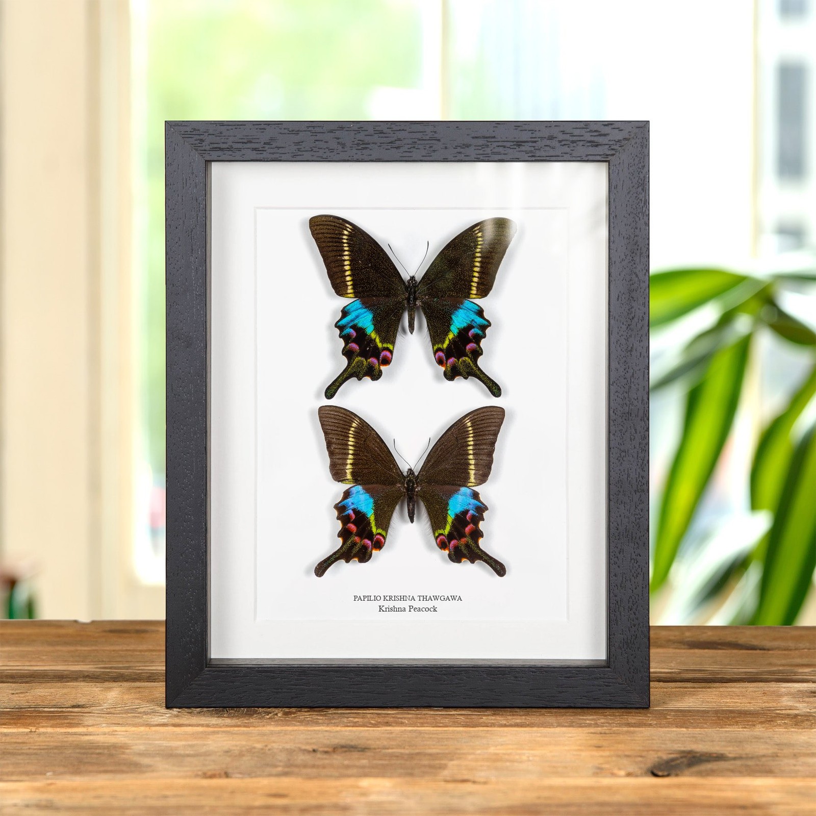 Krishna Peacock Butterfly Male & Female Pair In Box Frame (Papilio krishna thawg